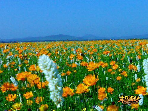张北坝上草原图片