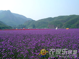 羰֮ũԺ