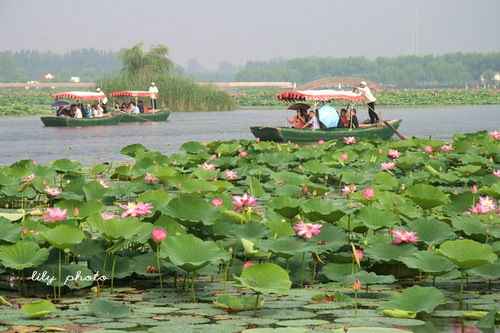 轻舟摇橹泛荷塘 来源:刘立