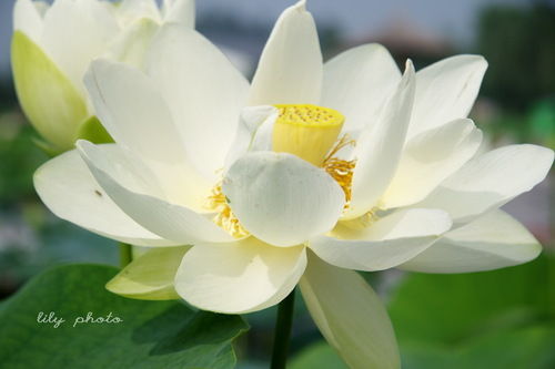 白洋淀600多个荷花品种,都是荷花中的精品 来源:刘立