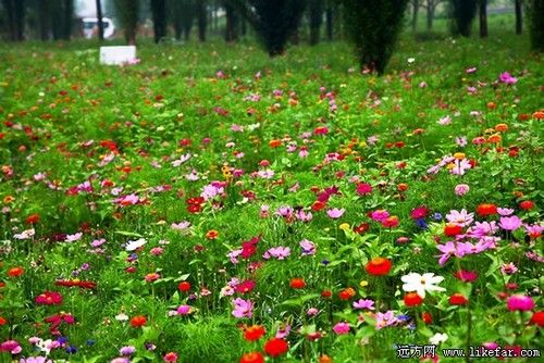 格桑花海 作者:默沫的行走